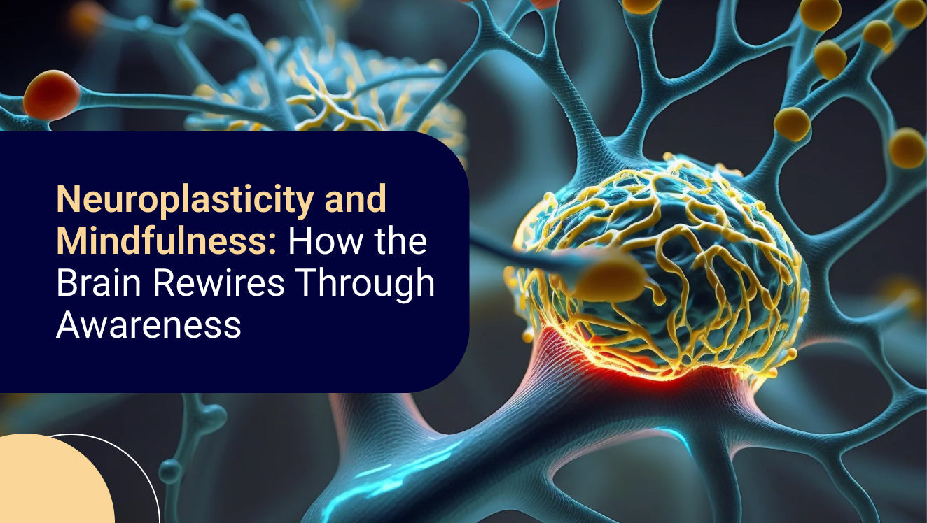 Neuroplasticity and Mindfulness How the Brain Rewires Through Awareness